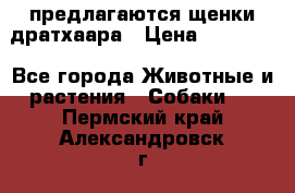 предлагаются щенки дратхаара › Цена ­ 20 000 - Все города Животные и растения » Собаки   . Пермский край,Александровск г.